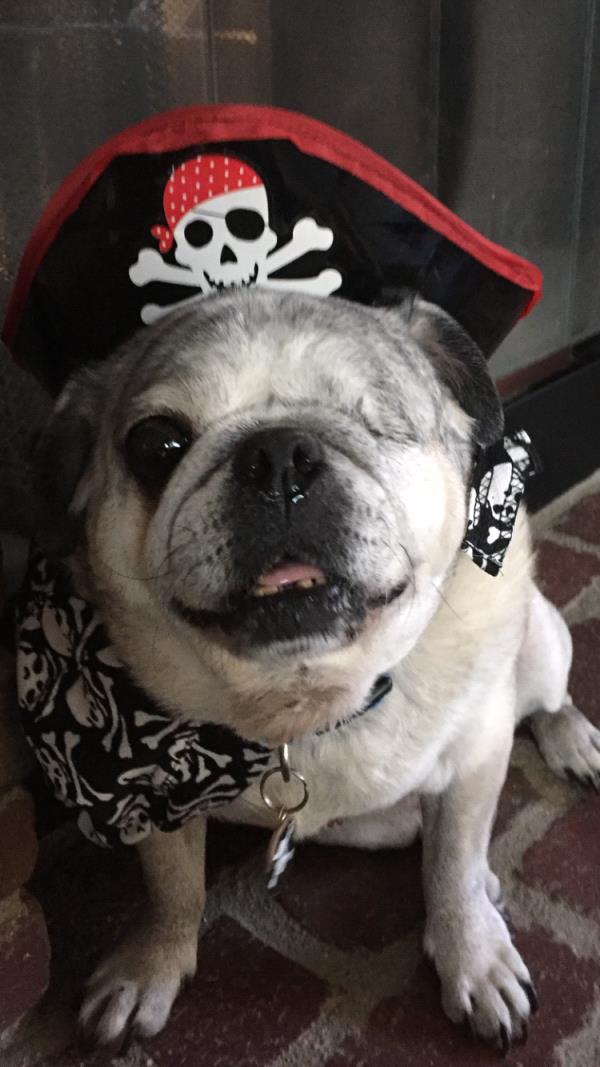 /images/uploads/pug nation rescue of los angeles/pugnation2021/entries/15439thumb.jpg